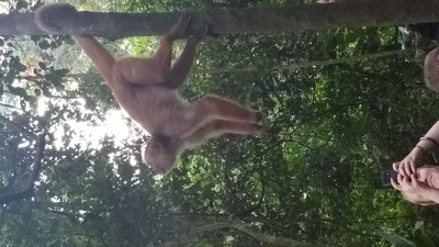 Monkeys in the Amazon, Peru 2017