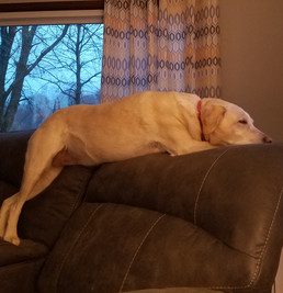 Daisy